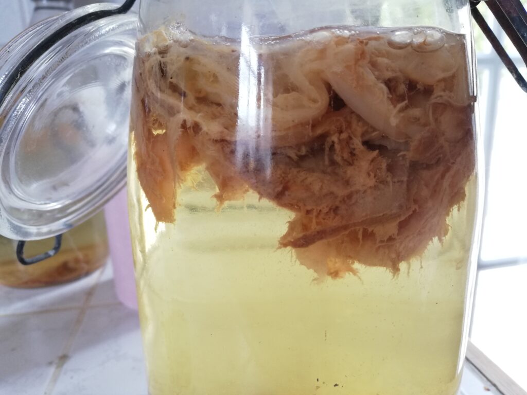 mère de kombucha