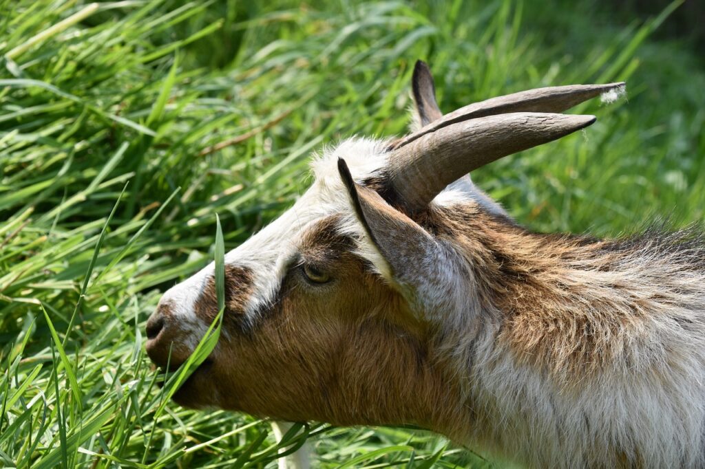 Désherber naturellement avec une chèvre